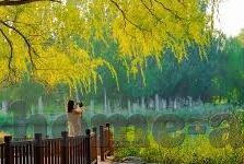 抢庄牛牛下载97-抢庄牛牛下载97，一场数字娱乐的盛宴